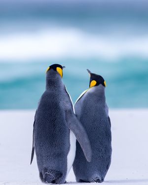 Image post by @Discovery on Twitter