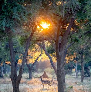 Image post by @chiawasafaris on Instagram