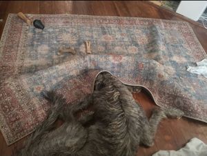 Image post by @thesavannahwolfhound on Instagram