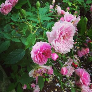 Image post by @bonnieplants on Instagram