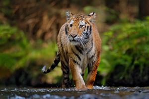 Image post by @Discovery on Twitter