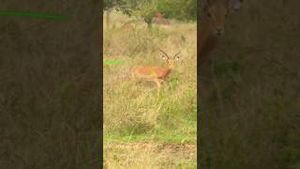 Video post by @BowmarBowhunting on YouTube