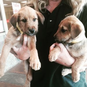 Image post by @animalplanet on Instagram