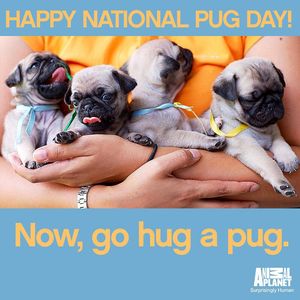 Image post by @animalplanet on Instagram