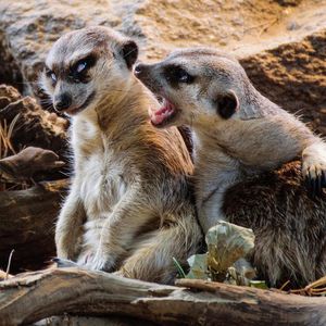 Image post by @animalplanet on Instagram