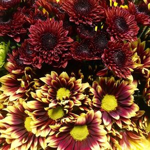 Image post by @bonita_flowers on Instagram