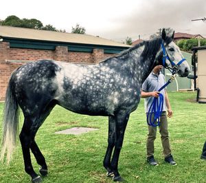 Image post by @australianturfclub on Instagram