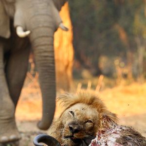 Image post by @chiawasafaris on Instagram