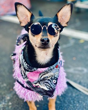 Image post by @pickles_houdini on Instagram