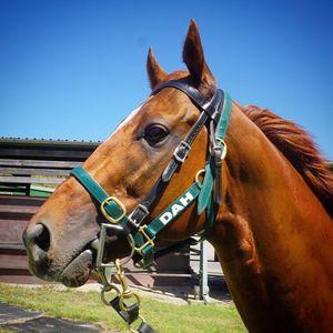 Image post by @australianturfclub on Instagram