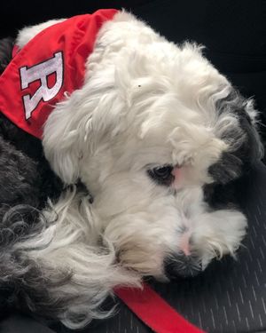 Image post by @rutgersu on Instagram