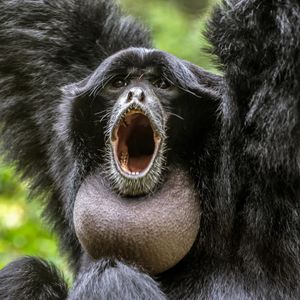Image post by @animalplanet on Instagram