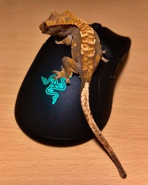 Image post by @razer on Instagram