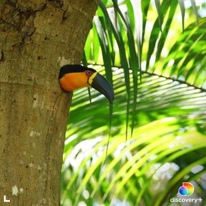 Image post by @animalplanet on Instagram