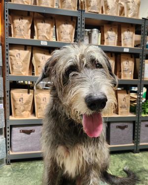 Image post by @thesavannahwolfhound on Instagram