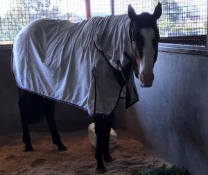 Image post by @australianturfclub on Instagram