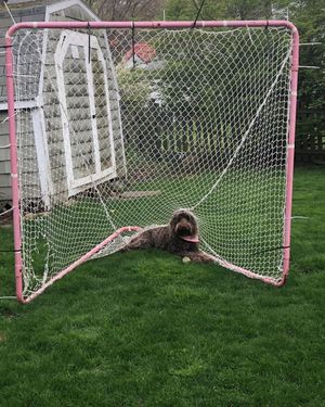 Image post by @ctwolveslax on Instagram