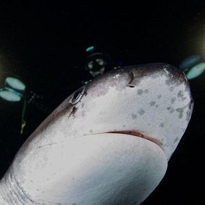 Image post by @discovery on Instagram