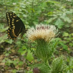 Image post by @blackdiamond_traildesigns on Instagram