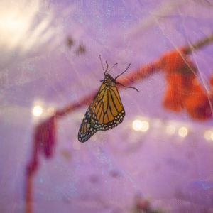 Image post by @butterflypavilion on Instagram