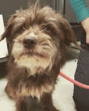 Image post by @spokhumanesoc on Instagram