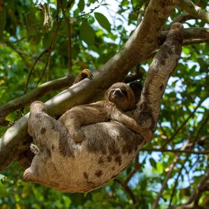 Image post by @animalplanet on Instagram