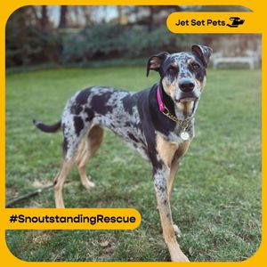 Image post by @jetsetpets on Instagram