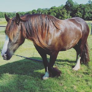 Image post by @equine_passion_online on Instagram
