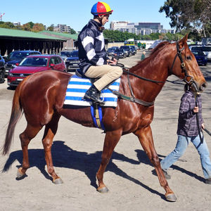 Image post by @australianturfclub on Instagram