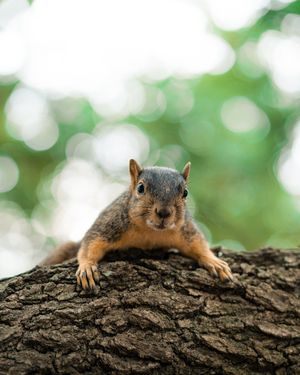 Image post by @universityofhouston on Instagram