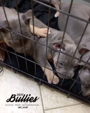 Image post by @1911bullies on Facebook