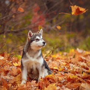 Image post by @animalplanet on Instagram