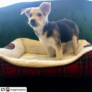 Image post by @ellendegeneres on Instagram