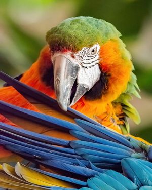 Image post by @animalplanet on Instagram