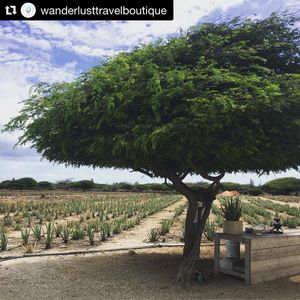 Image post by @kinikinitours on Instagram
