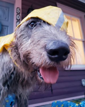 Image post by @thesavannahwolfhound on Instagram