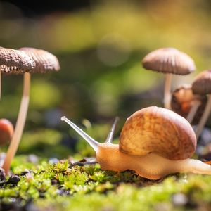 Image post by @animalplanet on Instagram