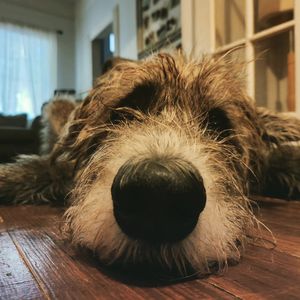 Image post by @thesavannahwolfhound on Instagram