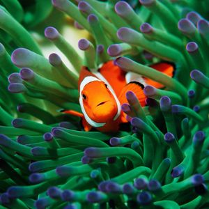 Image post by @animalplanet on Instagram
