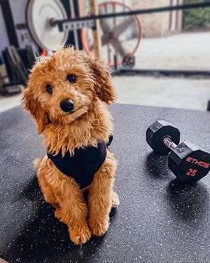 Image post by @lolojones on Instagram