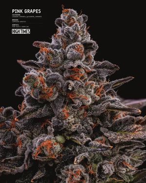 Image post by @hightimesmagazine on Instagram