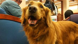 Image post by @nauflagstaff on Instagram