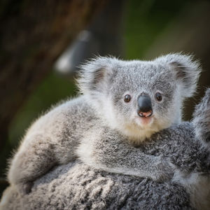Image post by @animalplanet on Instagram