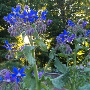 Image post by @kidsgardening on Instagram