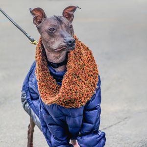 Image post by @animalplanet on Instagram