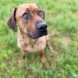 Image post by @spokhumanesoc on Instagram