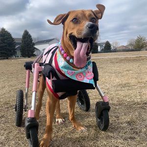 Image post by @walkinpets on Instagram