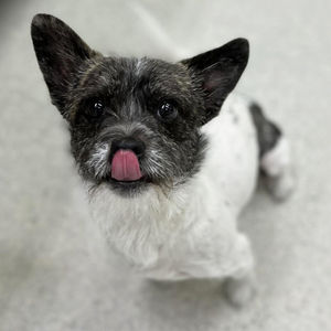 Image post by @spokhumanesoc on Instagram