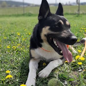 Image post by @spokhumanesoc on Instagram