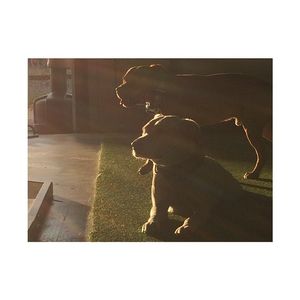Image post by @manningsumner on Instagram